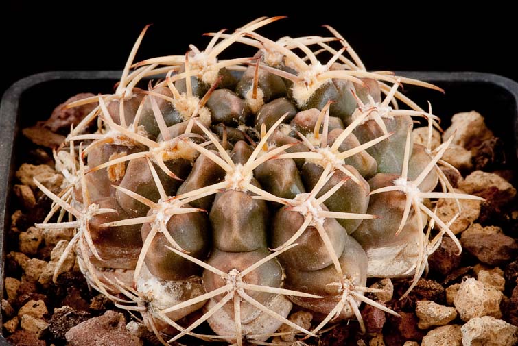 Gymnocalycium tudae v. marsoneri P 230